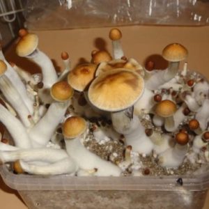https://atlanticchemicalusa.com/product/golden-teacher-mushrooms/