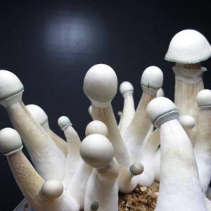 https://atlanticchemicalusa.com/product/penis-envy-mushrooms/