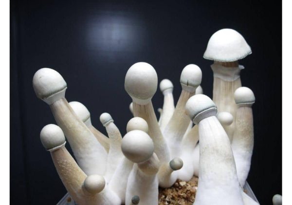 https://atlanticchemicalusa.com/product/penis-envy-mushrooms/