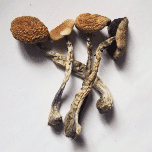 https://atlanticchemicalusa.com/product/psilocybe-cubensis-b/